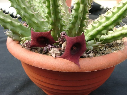 Huernia SP 2 (2365 відвідувань) Huernia SP 2