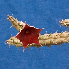 Huernia arabica LAVRANOS 13103 ES 3421 (2371 відвідувань) Huernia arabica LAVRANOS 13103 ES 3421