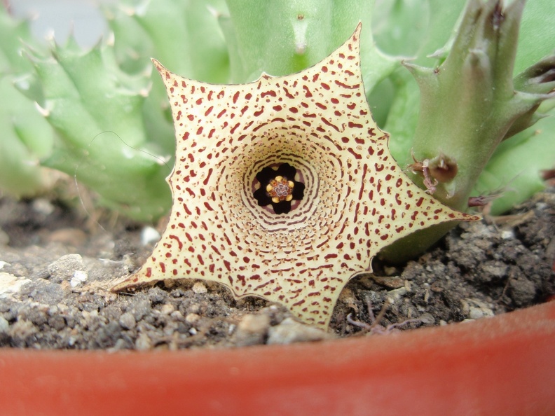 Huernia concinna 001 (2189 відвідувань) Huernia concinna 001