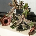 Huernia_guttata_reticulata.JPG