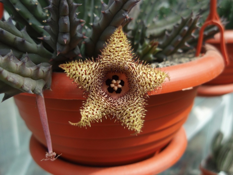 Huernia hystrix 001 (2242 відвідувань) Huernia hystrix 001