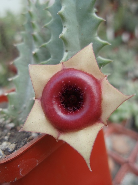 Huernia_insigniflora.jpg