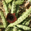 Huernia_pendurata_hybr.JPG