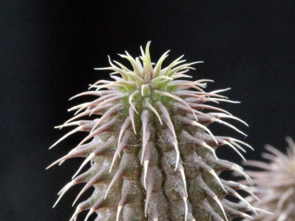 Huernia pillansii 001 (2253 відвідувань) Huernia pillansii 001