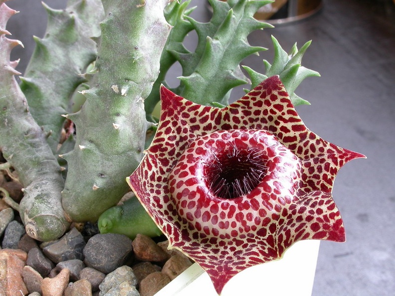 Huernia_reticulata_ES-3634.jpg