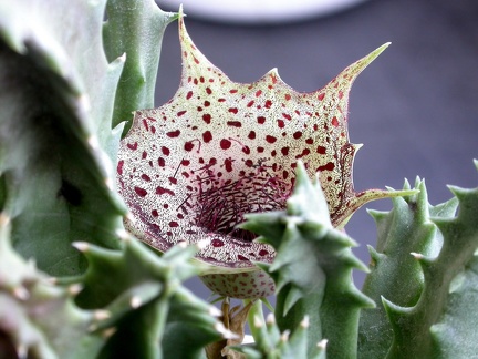Huernia transvaalensis ES 3536
