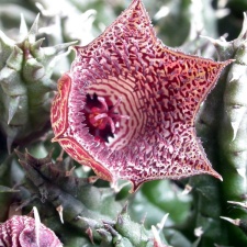 Huernia whitesloaneana ES 2321 (2075 відвідувань) Huernia whitesloaneana ES 2321
