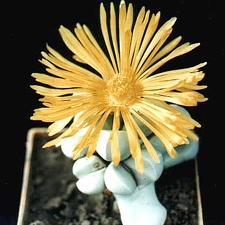 Lapidaria margaretae (2806 відвідувань) Фото и растение Александра и Cергея Червинко (Винница)
... Lapidaria margaretae