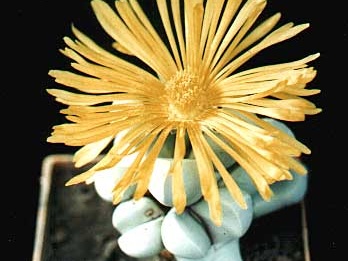 Lapidaria margaretae (2806 відвідувань) Фото и растение Александра и Cергея Червинко (Винница)
... Lapidaria margaretae