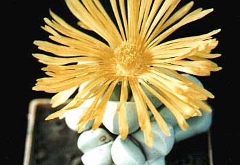 Lapidaria margaretae (2806 відвідувань) Фото и растение Александра и Cергея Червинко (Винница)
... Lapidaria margaretae