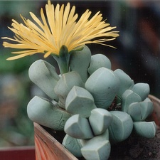 Lapidaria margaretae (2865 відвідувань) Фото и растение Александра и Cергея Червинко (Винница)
... Lapidaria margaretae