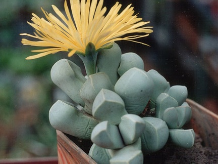 Lapidaria margaretae (2867 відвідувань) Фото и растение Александра и Cергея Червинко (Винница)
... Lapidaria margaretae