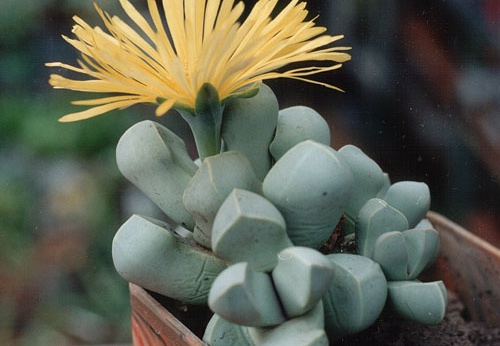 Lapidaria margaretae (2865 відвідувань) Фото и растение Александра и Cергея Червинко (Винница)
... Lapidaria margaretae