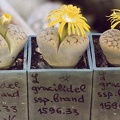 Lithops gracilidelineata ssp. brandbergensis C 383 (2922 відвідувань) Фото и растение Александра и Cергея Червинко (Винница)
... Lithops gracilidelineata ssp. brandbergensis C 383