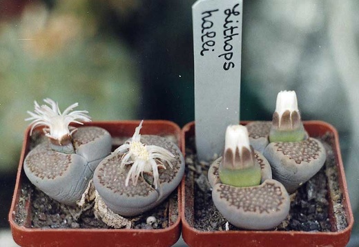 Lithops hallii (2692 відвідувань) Фото и растения Александра и Cергея Червинко (Винница)
... Lithops hallii