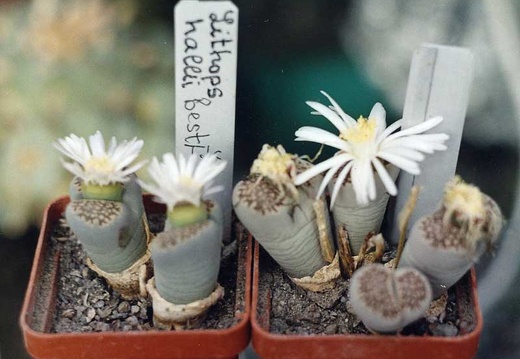 Lithops hallii ''best'' (2671 відвідувань) Фото и растения Александра и Cергея Червинко (Винница)
... Lithops hallii ''best''