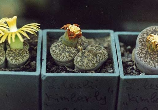 Lithops lesliei Kimberley C14 (2774 відвідувань) Фото и растения Александра и Cергея Червинко (Винница)
... Lithops lesliei Kimberley C14