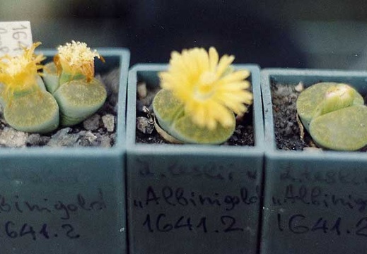 Lithops lesliei cv. 'Albinigold' C 36B (2600 відвідувань) Фото и растения Александра и Cергея Червинко (Винница)
... Lithops lesliei cv. 'Albinigold' C 36B