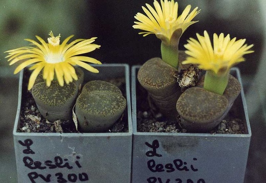 Lithops lesliei PV 300 (2707 відвідувань) Фото и растения Александра и Cергея Червинко (Винница)
... Lithops lesliei PV 300