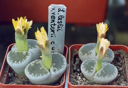 Lithops lesliei v. venteri C 47 (2701 відвідувань) Фото и растения Александра и Cергея Червинко (Винница) Lithops lesliei v. venteri C 47