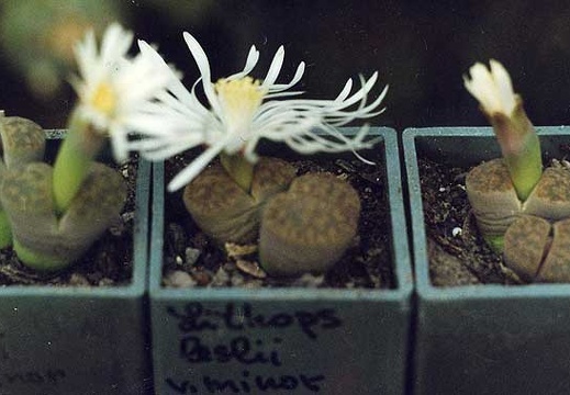 Lithops lesliei v. minor (2624 відвідувань) Фото и растение Александра и Cергея Червинко (Винница)
... Lithops lesliei v. minor