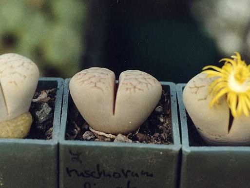 Lithops ruschiorum v. lineata (2497 відвідувань) Фото и растения Александра и Cергея Червинко (Винница) Lithops ruschiorum v. lineata