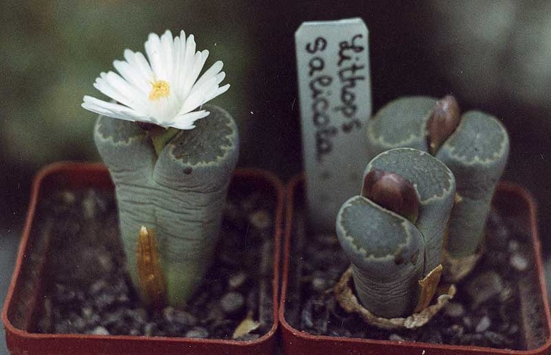 Lithops-salicola-01.jpg
