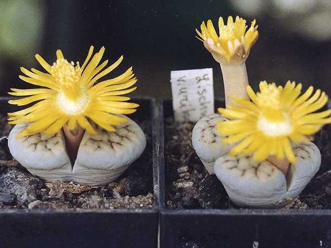 Lithops schwantesii v. urikosensis (2506 відвідувань) Фото и растения Александра и Cергея Червинко (Винница)
... Lithops schwantesii v. urikosensis
