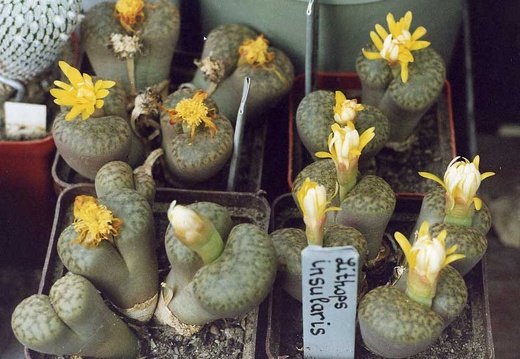 Lithops bromfieldii var. insularis (2631 відвідувань) Фото и растения Александра и Cергея Червинко (Винница)
... Lithops bromfieldii var. insularis