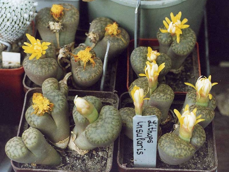 Lithops bromfieldii var. insularis (2631 відвідувань) Фото и растения Александра и Cергея Червинко (Винница)
... Lithops bromfieldii var. insularis