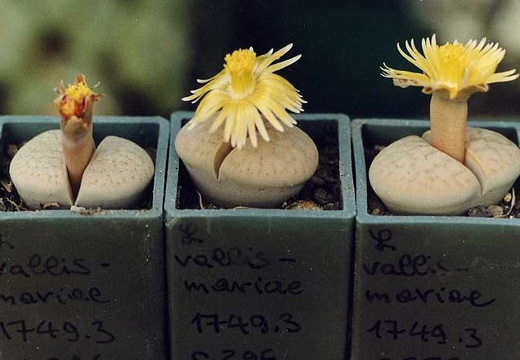 Lithops vallis-mariae C 296 (2679 відвідувань) Фото и растения Александра и Cергея Червинко (Винница)
... Lithops vallis-mariae C 296