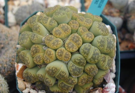 Lithops bromfieldii Sulphurea