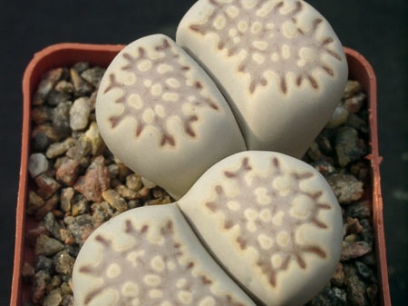 Lithops fulleri (1736 відвідувань) Lithops fulleri