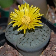 Lithops gracilidelineata Ru FG (1729 відвідувань) Lithops gracilidelineata Ru FG
