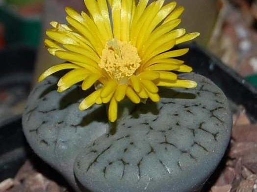 Lithops gracilidelineata Ru FG (1717 відвідувань) Lithops gracilidelineata Ru FG