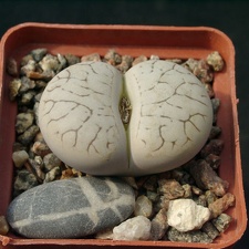 Lithops gracilidelineata SSP brambergensis (1595 відвідувань) Lithops gracilidelineata SSP brambergensis