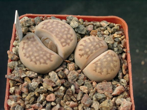 Lithops halli v ochracea C303 (1646 відвідувань) Lithops halli v ochracea C303