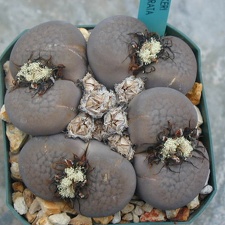 Lithops hookeri v  subfenestrata