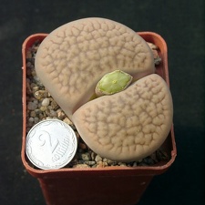 Lithops hookerii (1638 відвідувань) Lithops hookerii