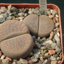 Lithops hookerii Niekerkshoop (1600 відвідувань) Lithops hookerii Niekerkshoop