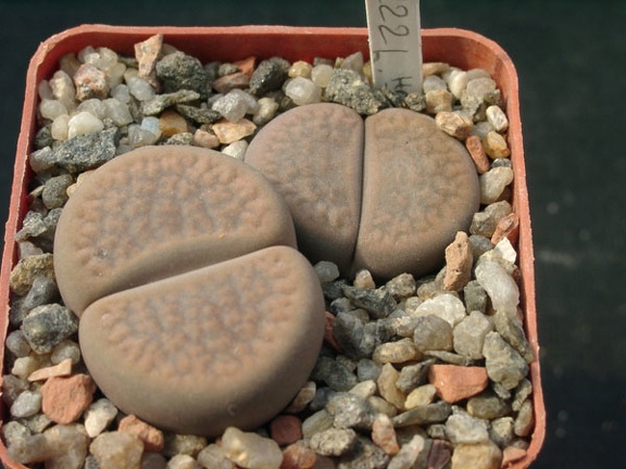 Lithops hookerii Niekerkshoop (1596 відвідувань) Lithops hookerii Niekerkshoop