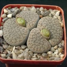 Lithops hookerii v dabneri (1626 відвідувань) Lithops hookerii v dabneri