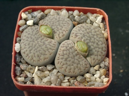 Lithops hookerii v dabneri (1631 відвідувань) Lithops hookerii v dabneri