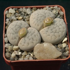 Lithops hookerii v elephina (1657 відвідувань) Lithops hookerii v elephina