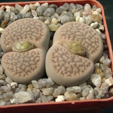 Lithops hookerii v marginata (1723 відвідувань) Lithops hookerii v marginata