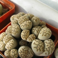 Lithops julii Sch FG (1556 відвідувань) Lithops julii Sch FG