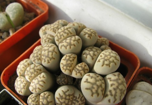 Lithops julii Sch FG (1556 відвідувань) Lithops julii Sch FG