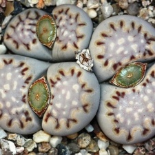 Lithops julii ssp fulleri v fulleri C 056 (1418 відвідувань) Lithops julii ssp fulleri v fulleri C 056