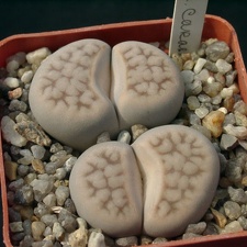 Lithops karasmontana (1557 відвідувань) Lithops karasmontana