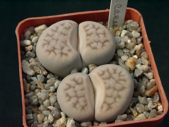 Lithops karasmontana (1551 відвідувань) Lithops karasmontana